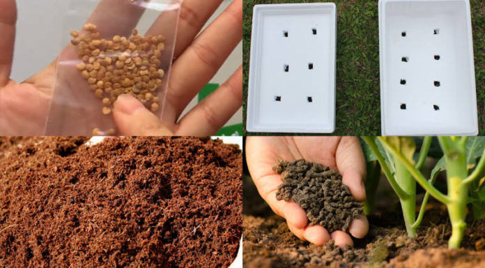 The Ultimate Guide to Growing Baby Eggplants at Home