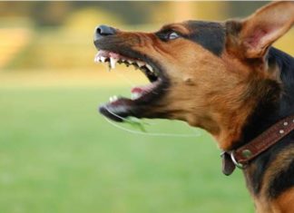 The Ultimate Guide to Choosing the Perfect and Safe Dog Collars