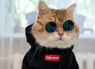 The Ultimate Guide to Sewing Pet Clothes at Home