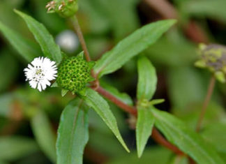 What to Do If Your Dog Has Bloody and Yellow Diarrhea?