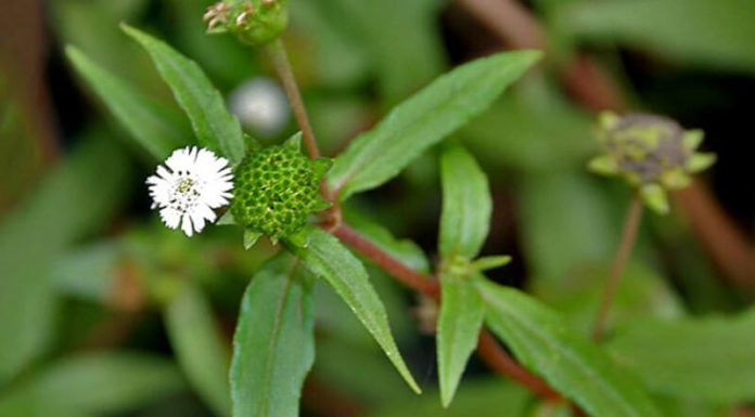 What to Do If Your Dog Has Bloody and Yellow Diarrhea?