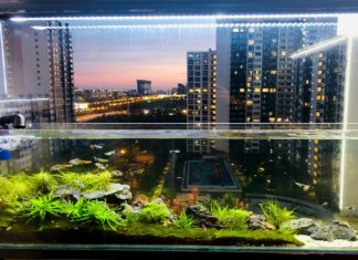 The Ultimate Guide to Feng Shui Fish Care: Enhancing Your Luck and Prosperity