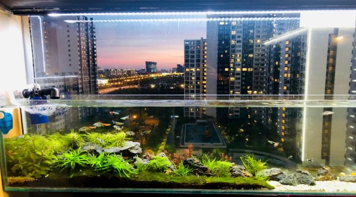 The Ultimate Guide to Feng Shui Fish Care: Enhancing Your Luck and Prosperity