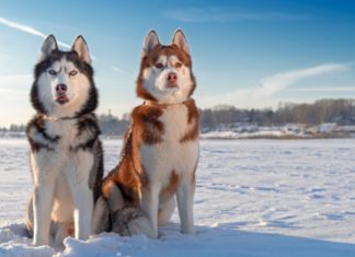 The Ultimate Guide to Bathing Your Husky: A Step-by-Step to a Clean and Odor-Free Furry Friend