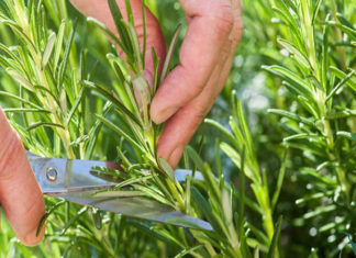 The Ultimate Guide to Growing Thyme: A Step-by-Step for Beginners