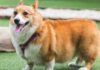 The Ultimate Guide to Bathing and Grooming Your Corgi