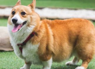 The Ultimate Guide to Bathing and Grooming Your Corgi