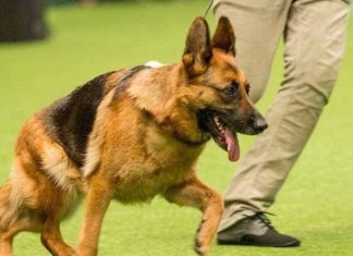 The Ultimate Guide to Bathing Your German Shepherd: A Step-by-Step to a Fresh and Clean Companion