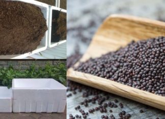 The Ultimate Guide to Growing Sweet Mustard Greens in Containers