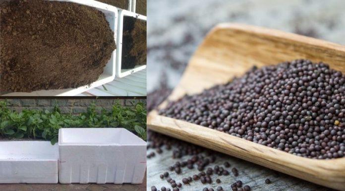 The Ultimate Guide to Growing Sweet Mustard Greens in Containers