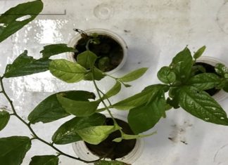 The Ultimate Guide to Growing and Caring for the Noble Rose-of-Sharon