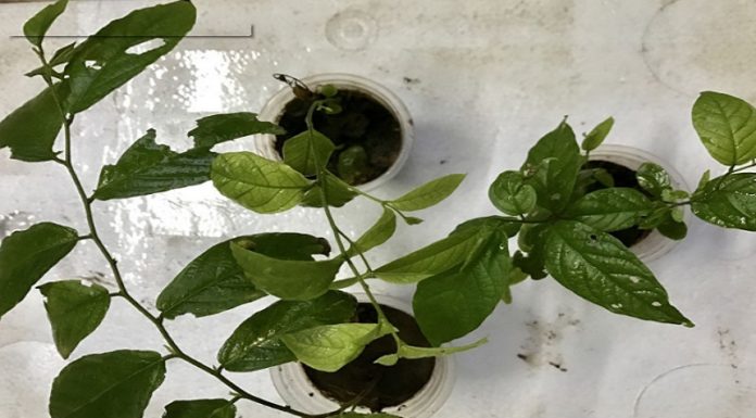 The Ultimate Guide to Growing and Caring for the Noble Rose-of-Sharon