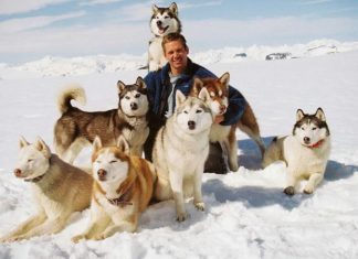 The Ultimate Guide to Raising a Happy and Healthy Husky