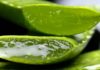 The Miraculous Aloe Vera: A Safe and Scar-Free Treatment for Ringworm