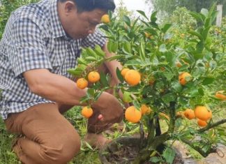 The Ultimate Guide to Reviving Your Quince Tree: Post-Tet Care Made Easy