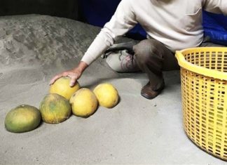 The Ultimate Guide to Storing Grapefruits: Keep Them Fresh and Juicy