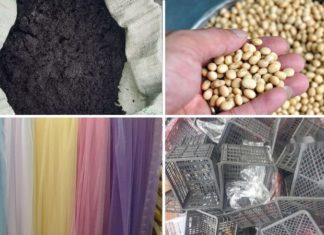 A Simple Guide to Sprouting Soybeans at Home