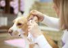 The Ultimate Guide to Cleaning Your Dog’s Ears: A Safe and Thorough Approach