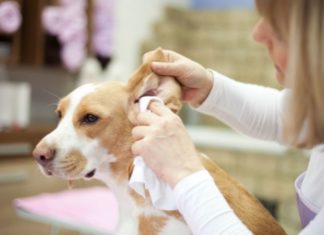 The Ultimate Guide to Cleaning Your Dog’s Ears: A Safe and Thorough Approach