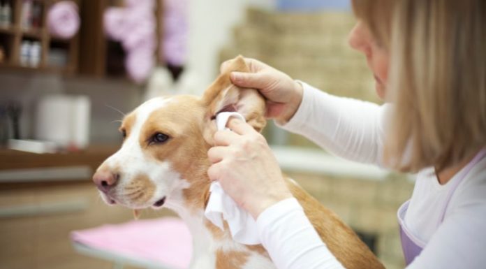 The Ultimate Guide to Cleaning Your Dog’s Ears: A Safe and Thorough Approach