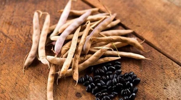 The Ultimate Super Seed: Unlocking Nature’s Power with a Potassium Punch