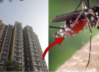 “How Many Floors Can Mosquitoes Fly Up in a Building?”