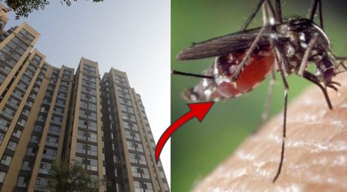 “How Many Floors Can Mosquitoes Fly Up in a Building?”