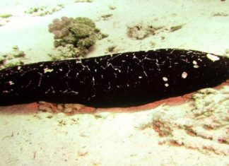 The Delicious and Nutritious World of Edible Sea Cucumbers: Exploring the Ocean’s Superfood