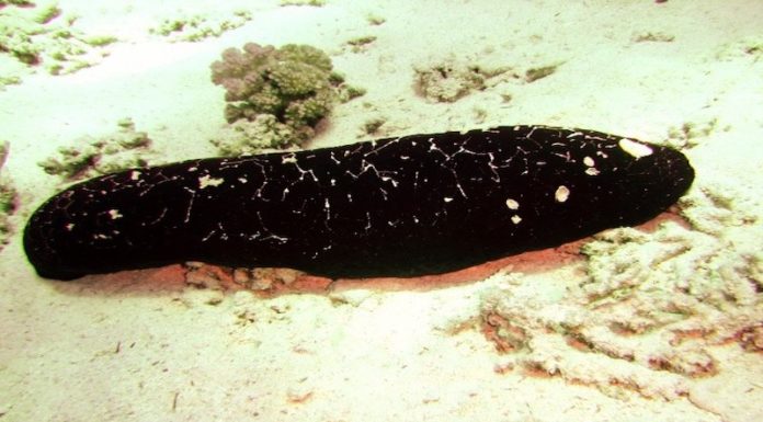 The Delicious and Nutritious World of Edible Sea Cucumbers: Exploring the Ocean’s Superfood