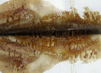 What is Mouse Glue and How to Use It Effectively?