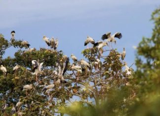 Unveiling the 5 Must-Visit Tan Bien (Tay Ninh) Travel Destinations for a Fulfilling Journey