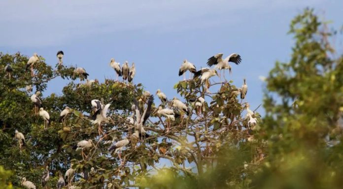 Unveiling the 5 Must-Visit Tan Bien (Tay Ninh) Travel Destinations for a Fulfilling Journey