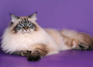 Unveiling the Siberian Cat: Traits, Care, and Cost