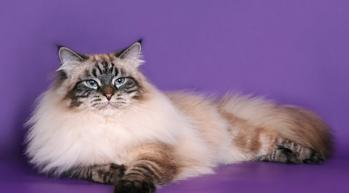 Unveiling the Siberian Cat: Traits, Care, and Cost
