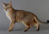 Unveiling the Origins of the Singapura Cat: A Comprehensive Guide to Its History, Distinctive Traits, Care, and Pricing.
