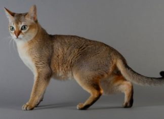 Unveiling the Origins of the Singapura Cat: A Comprehensive Guide to Its History, Distinctive Traits, Care, and Pricing.