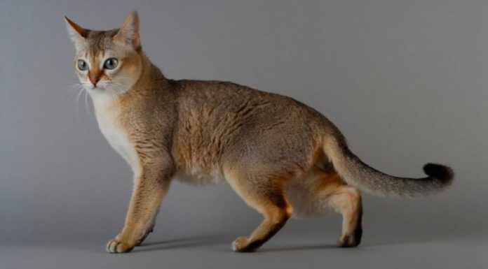 Unveiling the Origins of the Singapura Cat: A Comprehensive Guide to Its History, Distinctive Traits, Care, and Pricing.