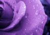 Unveiling the Origins and Significance of the Color Purple in Our Lives