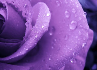 Unveiling the Origins and Significance of the Color Purple in Our Lives