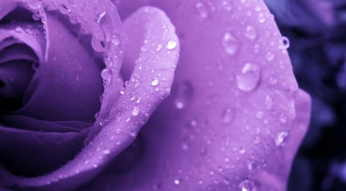 Unveiling the Origins and Significance of the Color Purple in Our Lives