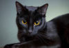 The Ultimate Guide to Black Cats: Unveiling the Mystique of These Enchanting Felines