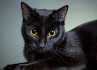 The Ultimate Guide to Black Cats: Unveiling the Mystique of These Enchanting Felines