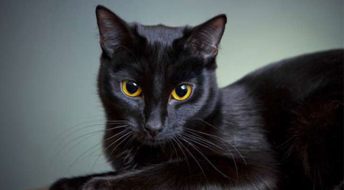 The Ultimate Guide to Black Cats: Unveiling the Mystique of These Enchanting Felines
