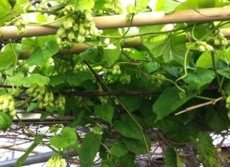 Unveiling the Secrets of the Heavenly Flower: Understanding the Significance, Benefits, and Cultivation of Hoa Thiên Lý