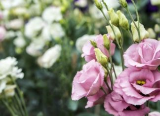 Unveiling the Significance of Celosia Cristata Across Various Hues