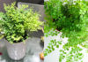 Unveiling the Mystique of the Venus Hair Fern in Feng Shui