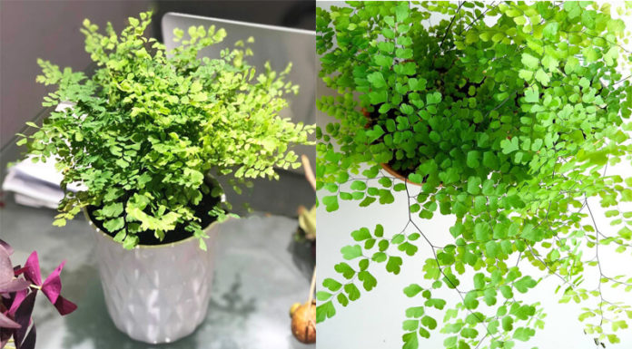 Unveiling the Mystique of the Venus Hair Fern in Feng Shui