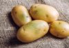 Can You Eat Green Potatoes?