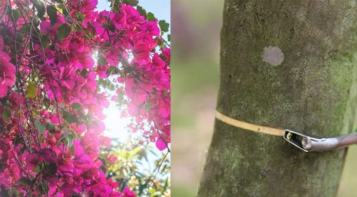 The Secret to Transforming Stubborn All-Male Bougainvilleas into Blooming Beauties