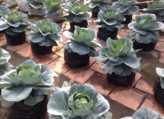 The Ultimate Guide to Vietnamese Unique Trees for Tet: Beyond the Ordinary